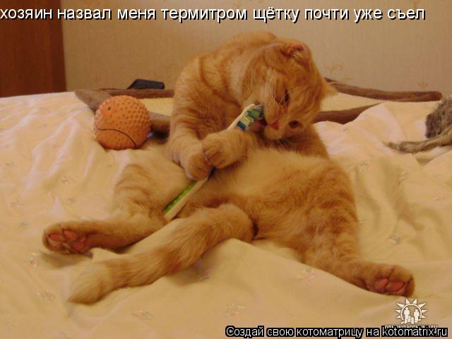 хозяин назвал меня термитром щётку почти уже съел... Котоматрица: хозяин назвал меня термитром щётку почти уже съел