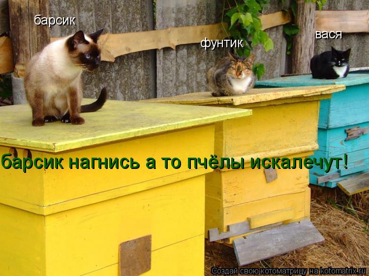 барсик фунтик вася барсик нагнись а то пчёлы искалечут!... Котоматрица: барсик фунтик вася барсик нагнись а то пчёлы искалечут!