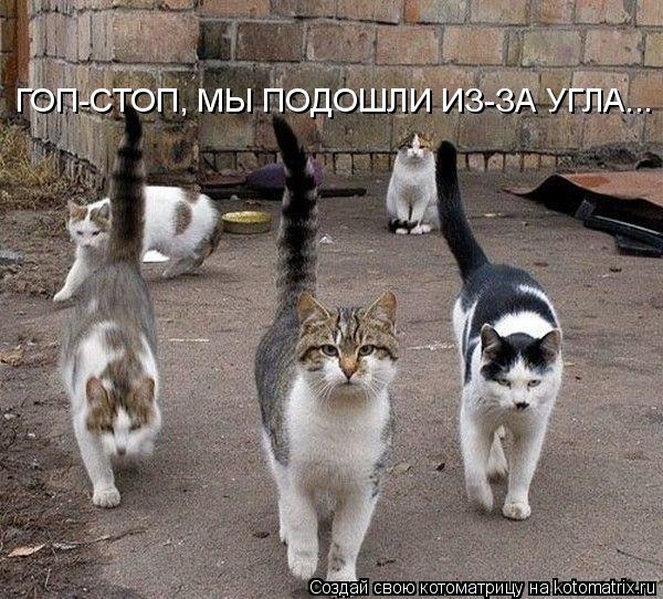 ГОП-СТОП, МЫ ПОДОШЛИ ИЗ-ЗА УГЛА...... Котоматрица: ГОП-СТОП, МЫ ПОДОШЛИ ИЗ-ЗА УГЛА...