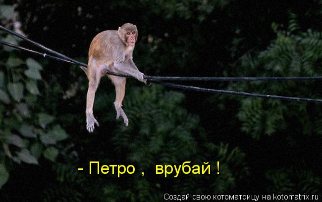 - Петро , врубай !... Котоматрица: - Петро , врубай !