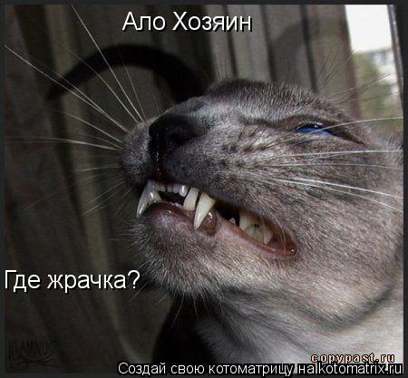 Ало Хозяин Где жрачка?... Котоматрица: Ало Хозяин Где жрачка?