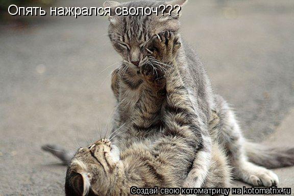 Опять нажрался сволоч???... Котоматрица: Опять нажрался сволоч???