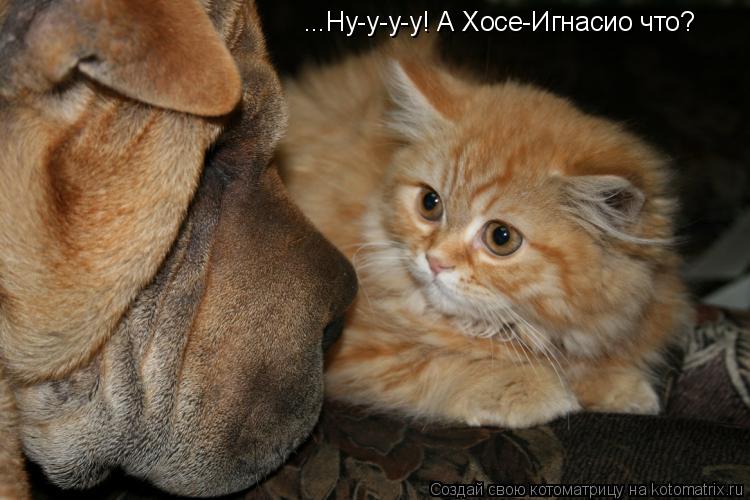 ...Ну-у-у-у! А Хосе-Игнасио что?... Котоматрица: ...Ну-у-у-у! А Хосе-Игнасио что?