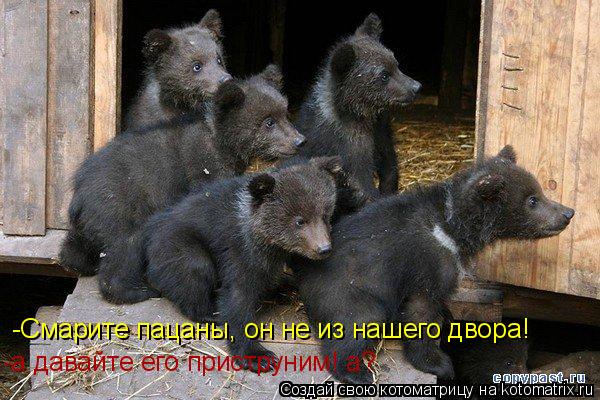 -Смарите пацаны, он не из нашего двора! -а давайте его приструним! а?... Котоматрица: -Смарите пацаны, он не из нашего двора! -а давайте его приструним! а?