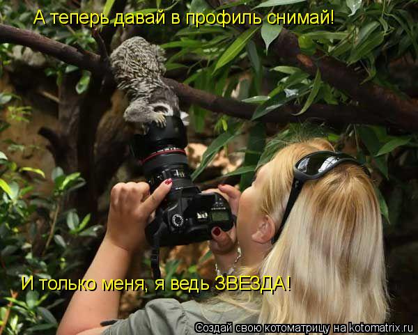 А теперь давай в профиль снимай! И только меня, я ведь ЗВЕЗДА!... Котоматрица: А теперь давай в профиль снимай! И только меня, я ведь ЗВЕЗДА!
