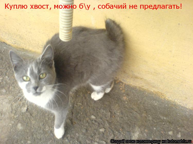 Куплю хвост, можно бу , собачий не предлагать!... Котоматрица: Куплю хвост, можно бу , собачий не предлагать!
