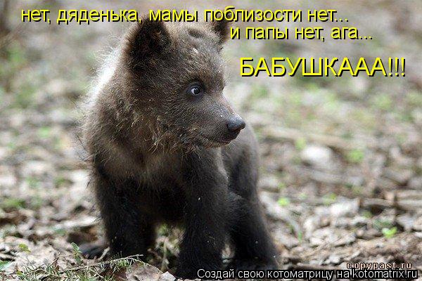 нет, дяденька, мамы поблизости нет... и папы нет, ага... БАБУШКААА!!!... Котоматрица: нет, дяденька, мамы поблизости нет... и папы нет, ага... БАБУШКААА!!!