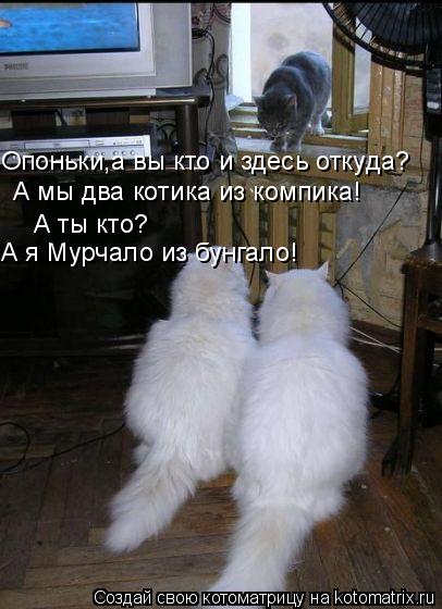 Опоньки,а вы кто и здесь откуда? А мы два котика из компика! А ты кто? А я Мурчало из бунгало!... Котоматрица: Опоньки,а вы кто и здесь откуда? А мы два котика из компика! А ты кто? А я Мурчало из бунгало!