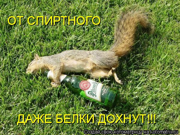 ОТ СПИРТНОГО ДАЖЕ БЕЛКИ ДОХНУТ!!!... Котоматрица: ОТ СПИРТНОГО ДАЖЕ БЕЛКИ ДОХНУТ!!!