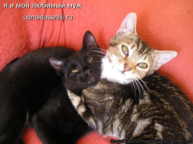я и мой любимый муж odnoklassniki.ru... Котоматрица: я и мой любимый муж odnoklassniki.ru