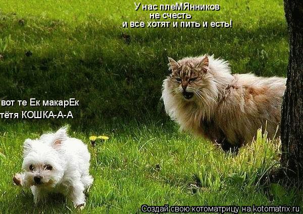 У нас плеМЯнников не счесть и все хотят и пить и есть! вот те Ек макарЕк тётя КОШКА-А-А... Котоматрица: У нас плеМЯнников не счесть и все хотят и пить и есть! вот те Ек макарЕк тётя КОШКА-А-А