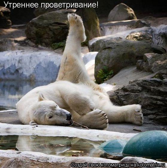 Утреннее проветривание!... Котоматрица: Утреннее проветривание!