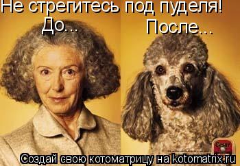 Не стрегитесь под пуделя! До... После...... Котоматрица: Не стрегитесь под пуделя! До... После...