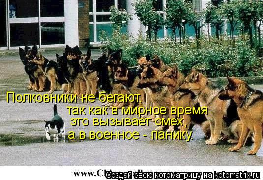 Полковники не бегают, так как в мирное время это вызывает смех, а в военное - панику.... Котоматрица: Полковники не бегают, так как в мирное время это вызывает смех, а в военное - панику.
