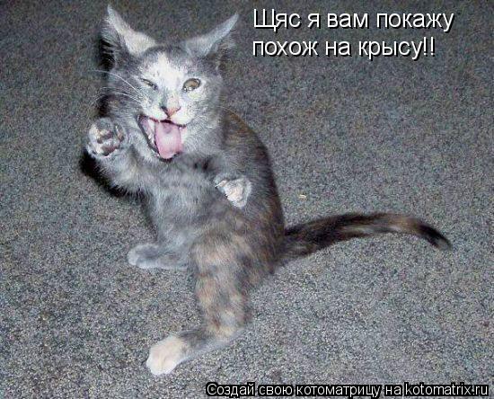 Щяс я вам покажу похож на крысу!!... Котоматрица: Щяс я вам покажу похож на крысу!!