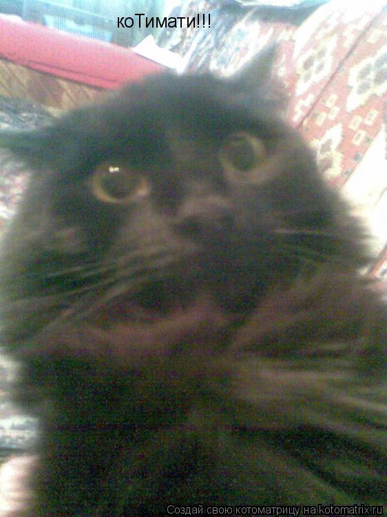 коТимати!!!... Котоматрица: коТимати!!!
