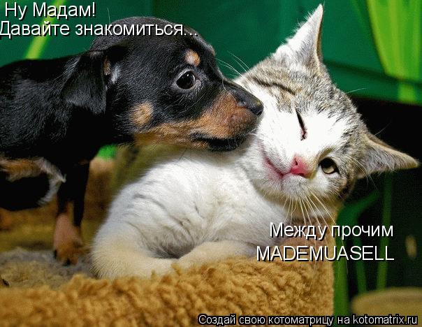 Ну Мадам! Давайте знакомиться... Между прочим MADEMUASELL... Котоматрица: Ну Мадам! Давайте знакомиться... Между прочим MADEMUASELL