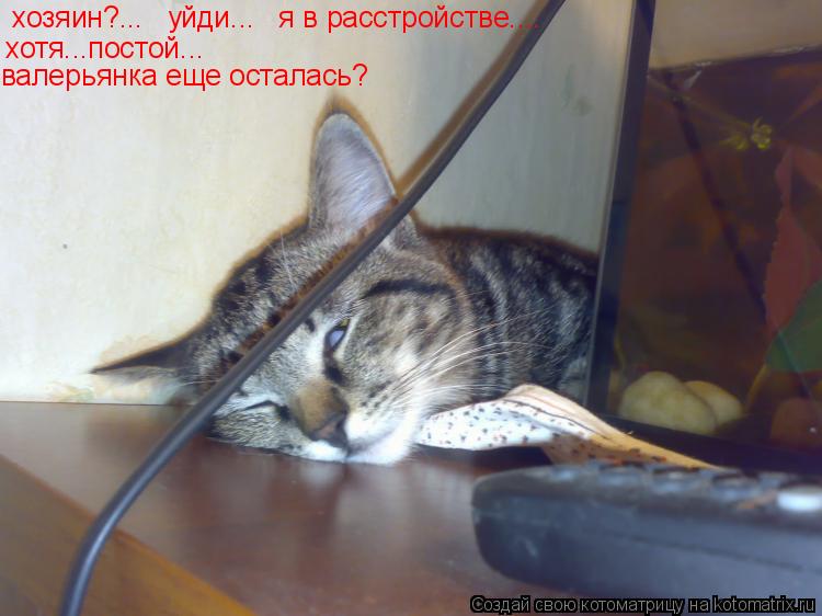 хозяин?... уйди... я в расстройстве.... хотя...постой... валерьянка еще осталась?... Котоматрица: хозяин?... уйди... я в расстройстве.... хотя...постой... валерьянка еще осталась?