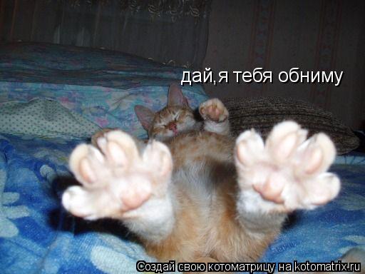 дай,я тебя обниму... Котоматрица: дай,я тебя обниму