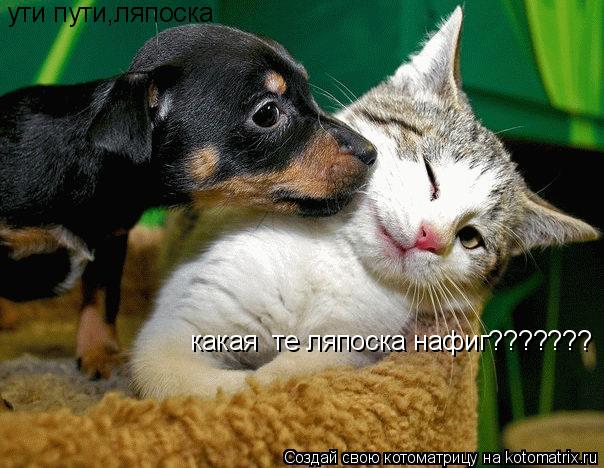 ути пути,ляпоска какая те ляпоска нафиг???????... Котоматрица: ути пути,ляпоска какая те ляпоска нафиг???????