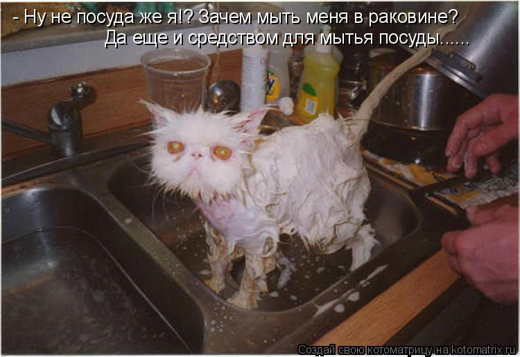 - Ну не посуда же я!? Зачем мыть меня в раковине? Да еще и средством для мытья посуды......... Котоматрица: - Ну не посуда же я!? Зачем мыть меня в раковине? Да еще и средством для мытья посуды......