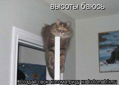 высоты баюсь... Котоматрица: высоты баюсь