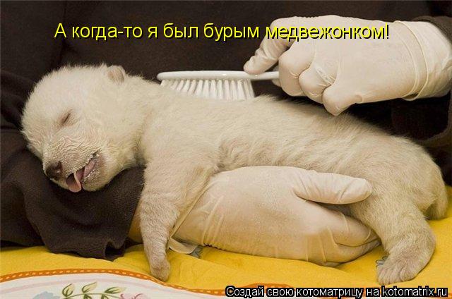 А когда-то я был бурым медвежонком!... Котоматрица: А когда-то я был бурым медвежонком!
