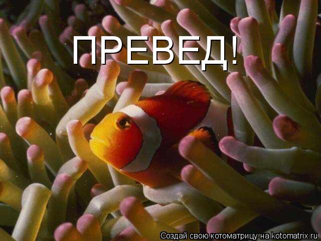 ПРЕВЕД!... Котоматрица: ПРЕВЕД!