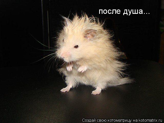 после душа...... Котоматрица: после душа...