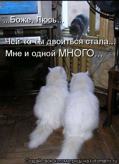 ...Боже, Люсь... Чей-то ты двоиться стала... Мне и одной МНОГО...... Котоматрица: ...Боже, Люсь... Чей-то ты двоиться стала... Мне и одной МНОГО...