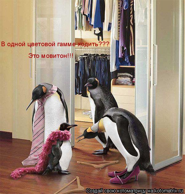 В одной цветовой гамме ходить??? Это мовитон!!!... Котоматрица: В одной цветовой гамме ходить??? Это мовитон!!!