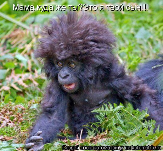 Мама куда же ты?Это я твой сын!!!... Котоматрица: Мама куда же ты?Это я твой сын!!!