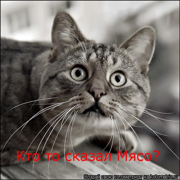 Кто то сказал Мясо?... Котоматрица: Кто то сказал Мясо?