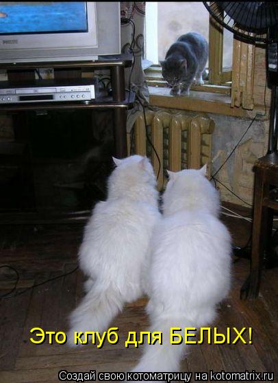 Это клуб для БЕЛЫХ!... Котоматрица: Это клуб для БЕЛЫХ!