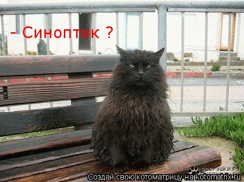 - Синоптик ?... Котоматрица: - Синоптик ?