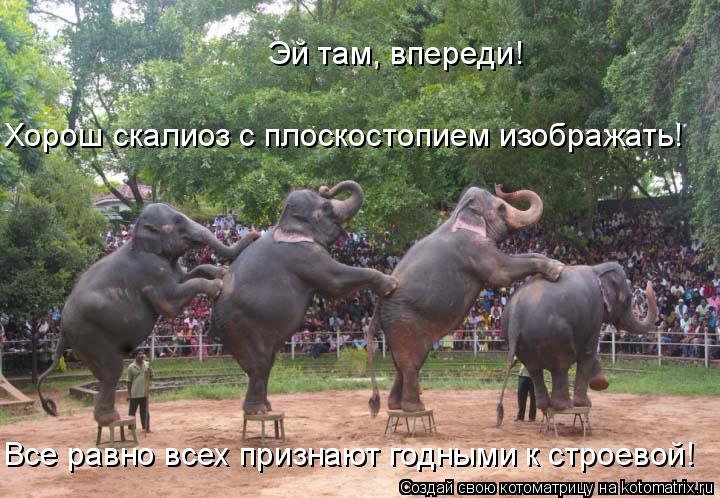 Эй там, впереди! Хорош скалиоз с плоскостопием изображать! Все равно всех признают годными к строевой... Котоматрица: Эй там, впереди! Хорош скалиоз с плоскостопием изображать! Все равно всех признают годными к строевой!
