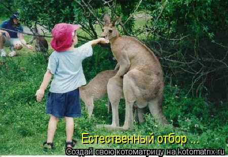 Естественный отбор ...... Котоматрица: Естественный отбор ...