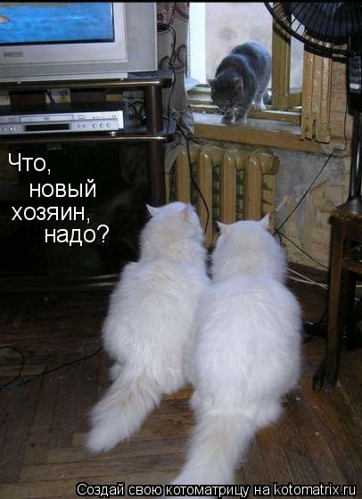 новый хозяин, Что, надо?... Котоматрица: новый хозяин, Что, надо?