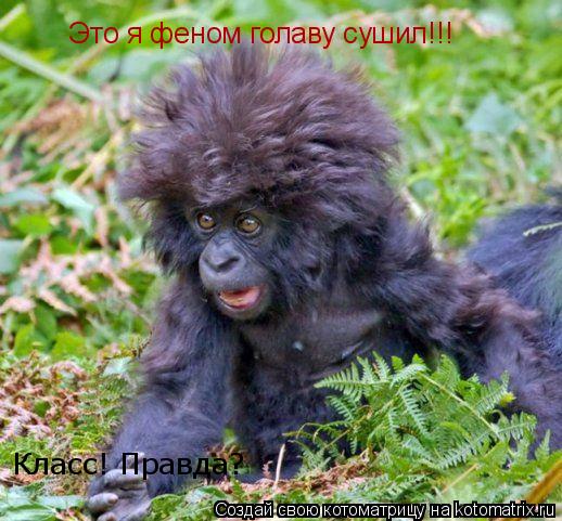 Это я феном голаву сушил!!! Класс! Правда?... Котоматрица: Это я феном голаву сушил!!! Класс! Правда?