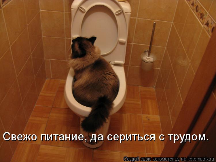 Свежо питание, да сериться с трудом.... Котоматрица: Свежо питание, да сериться с трудом.