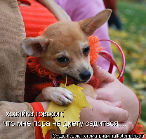хозяйка говорит, что мне пора нa диету садиться....... Котоматрица: хозяйка говорит, что мне пора нa диету садиться....