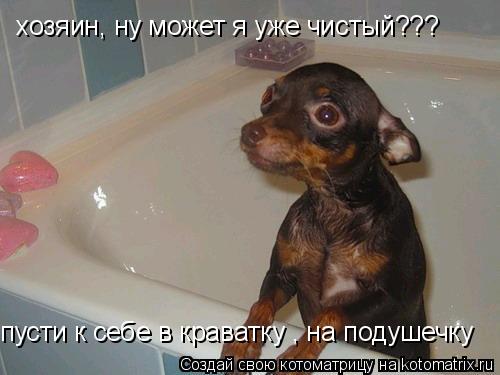 хозяин, ну может я уже чистый??? пусти к себе в краватку , на подушечку... Котоматрица: хозяин, ну может я уже чистый??? пусти к себе в краватку , на подушечку