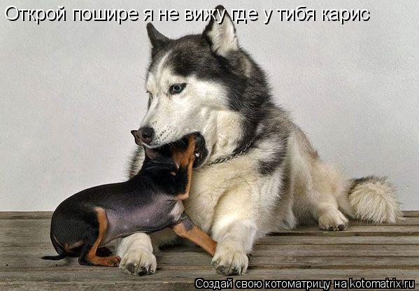 Открой пошире я не вижу где у тибя карис... Котоматрица: Открой пошире я не вижу где у тибя карис