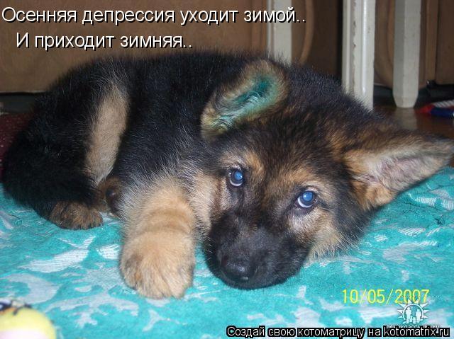 Осенняя депрессия уходит зимой.. И приходит зимняя..... Котоматрица: Осенняя депрессия уходит зимой.. И приходит зимняя..