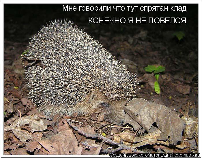 Мне говорили что тут спрятан клад КОНЕЧНО Я НЕ ПОВЕЛСЯ... Котоматрица: Мне говорили что тут спрятан клад КОНЕЧНО Я НЕ ПОВЕЛСЯ