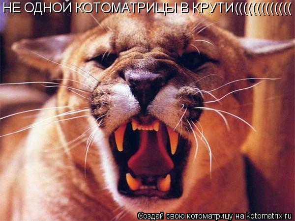 НЕ ОДНОЙ КОТОМАТРИЦЫ В КРУТИ(((((((((((((... Котоматрица: НЕ ОДНОЙ КОТОМАТРИЦЫ В КРУТИ(((((((((((((