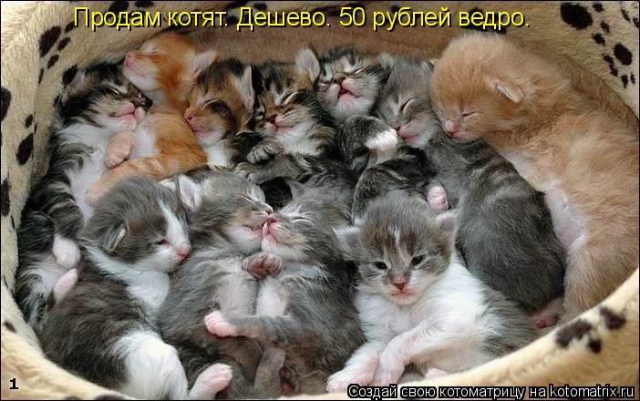 Продам котят. Дешево. 50 рублей ведро.... Котоматрица: Продам котят. Дешево. 50 рублей ведро.