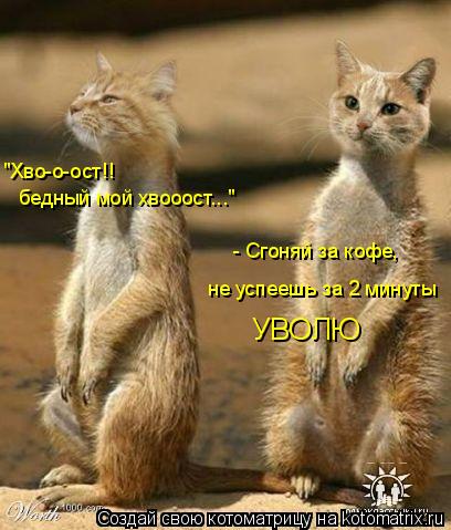 "Хво-о-ост!! бедный мой хвооост..." - Сгоняй за кофе, не успеешь за 2 минуты УВОЛЮ... Котоматрица: "Хво-о-ост!! бедный мой хвооост..." - Сгоняй за кофе, не успеешь за 2 минуты УВОЛЮ