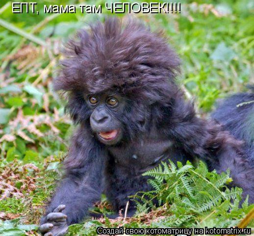 ЕПТ, мама там ЧЕЛОВЕК!!!!... Котоматрица: ЕПТ, мама там ЧЕЛОВЕК!!!!