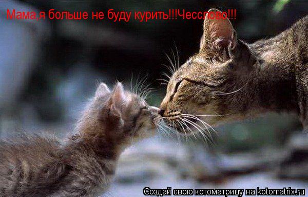 Мама,я больше не буду курить!!!Чесслово!!!... Котоматрица: Мама,я больше не буду курить!!!Чесслово!!!